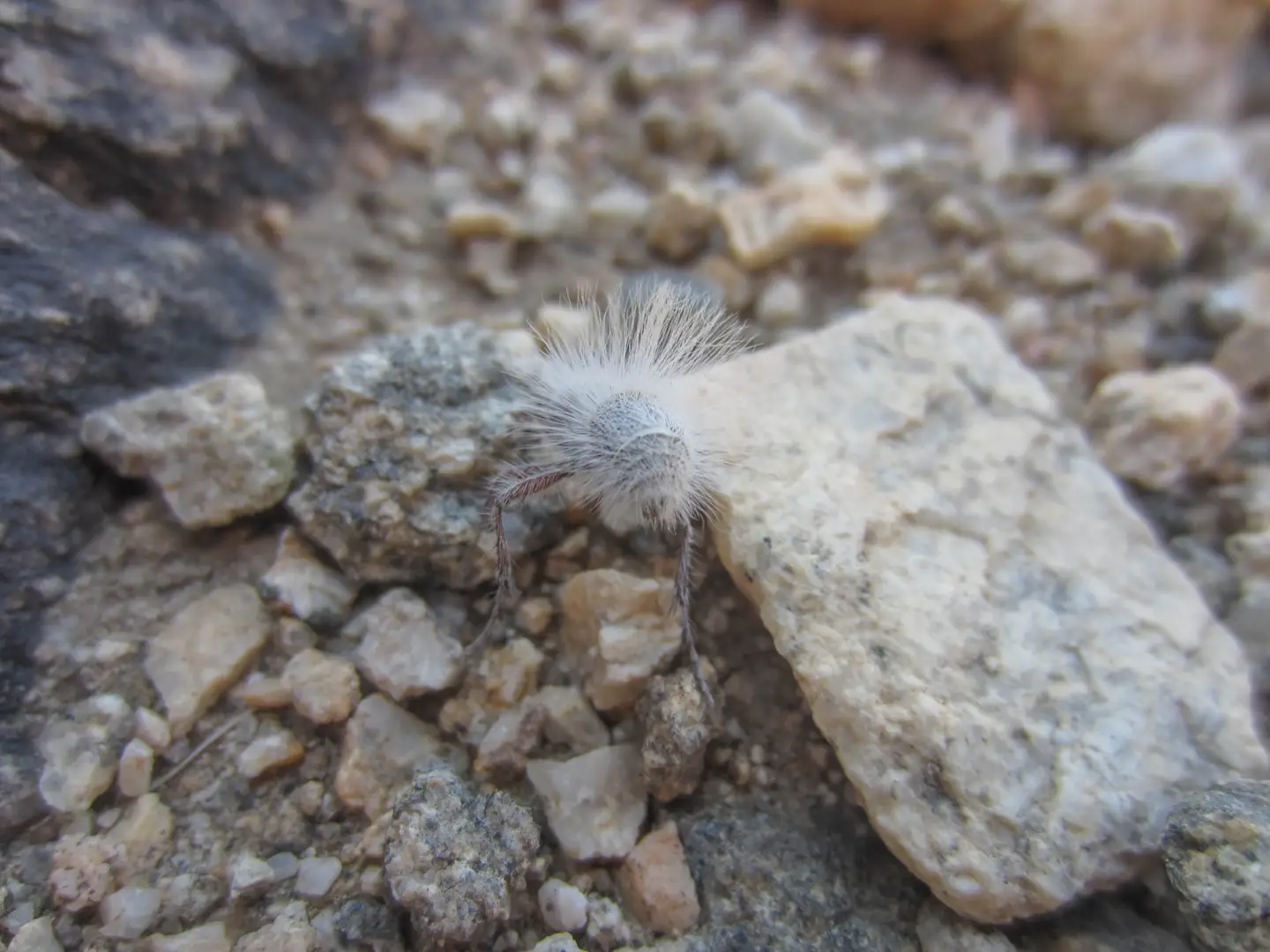 Joshua Tree National Park - Part II