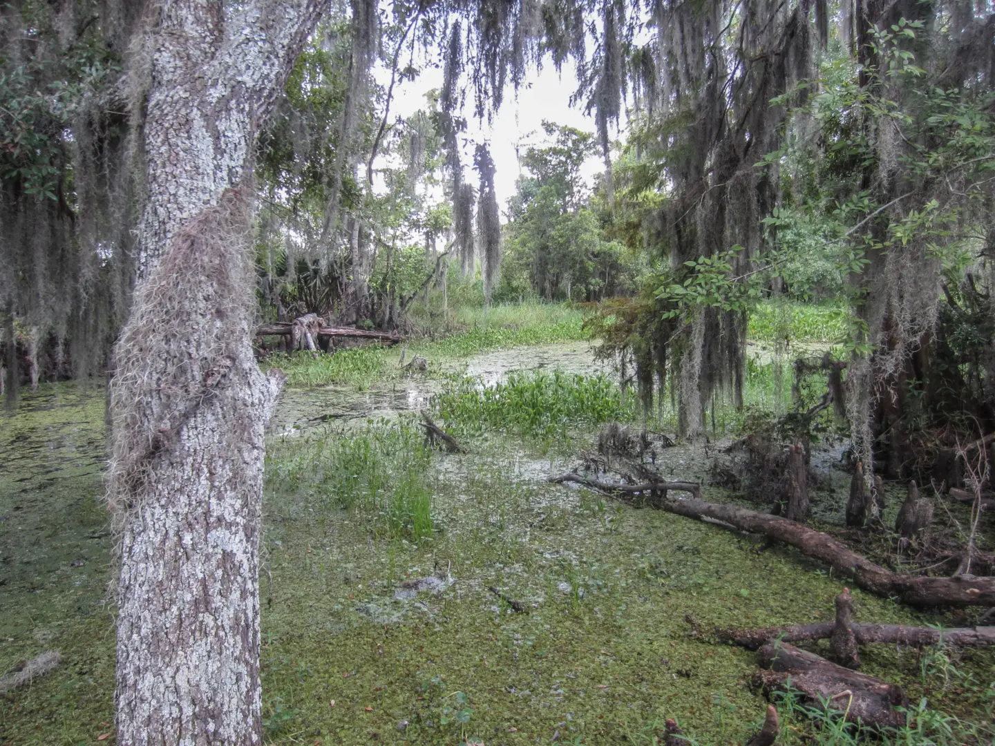 A Walk in a Hell Swamp