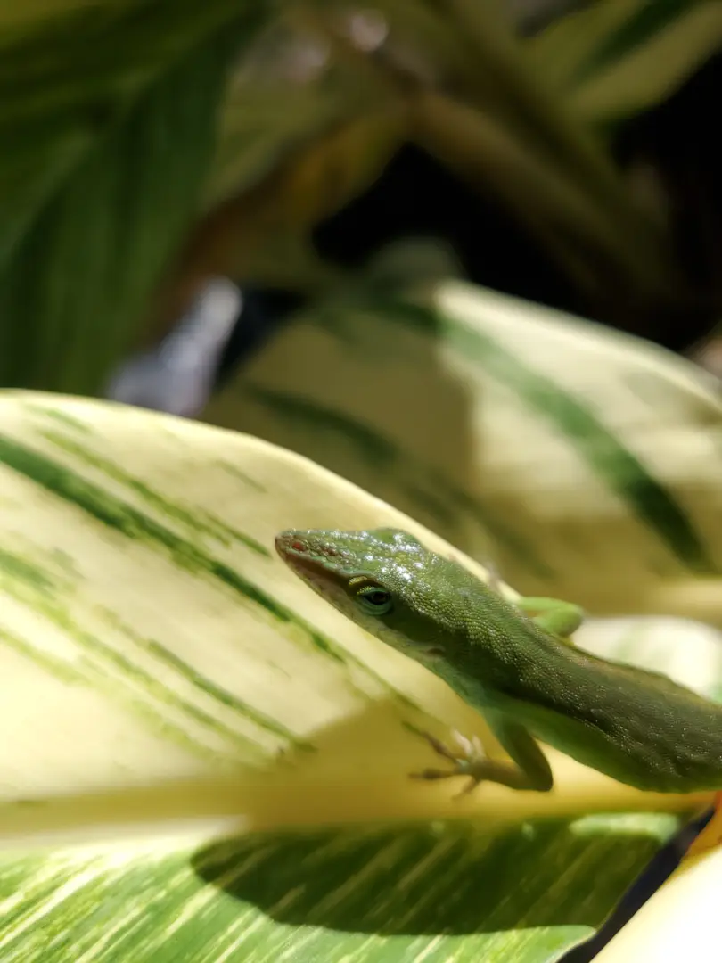 Florida Lizard