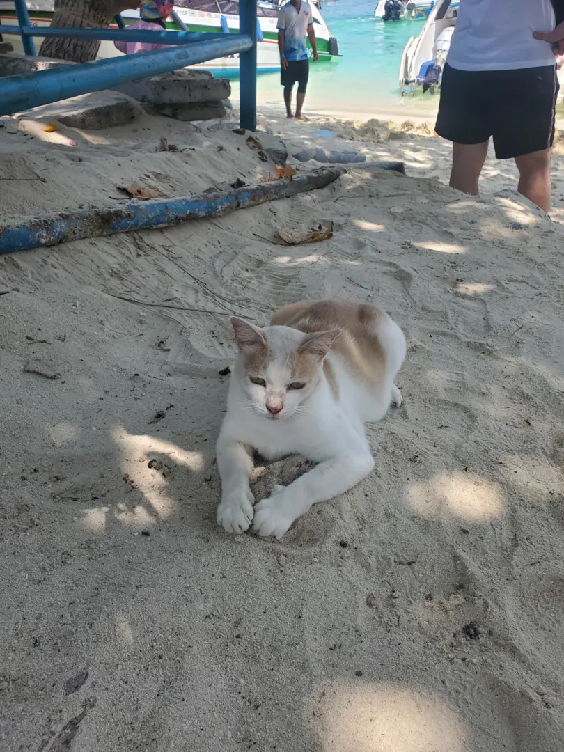 Phi Phi Islands 