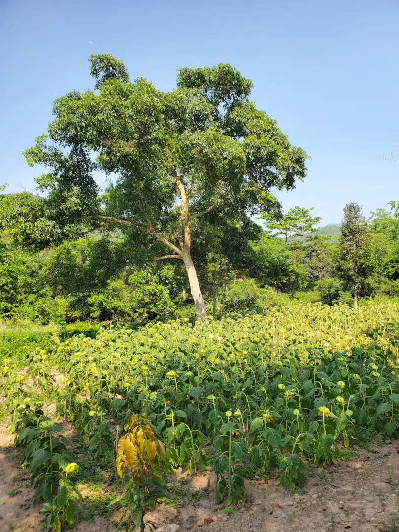 Mỹ Sơn