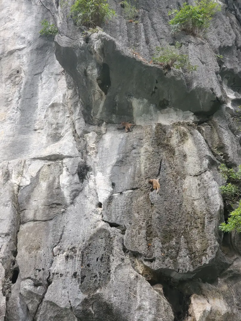 Ha Long Bay 