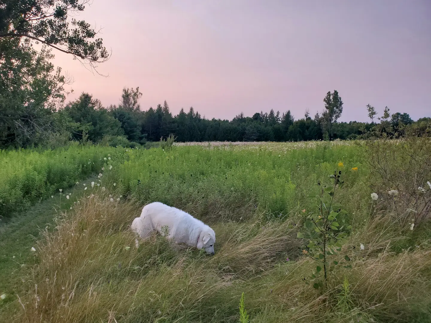 Farm (Wild)life 