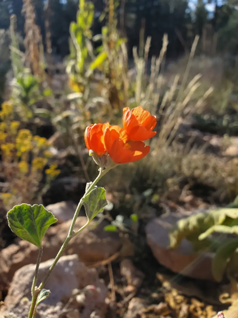 Grand Canyon National Park 