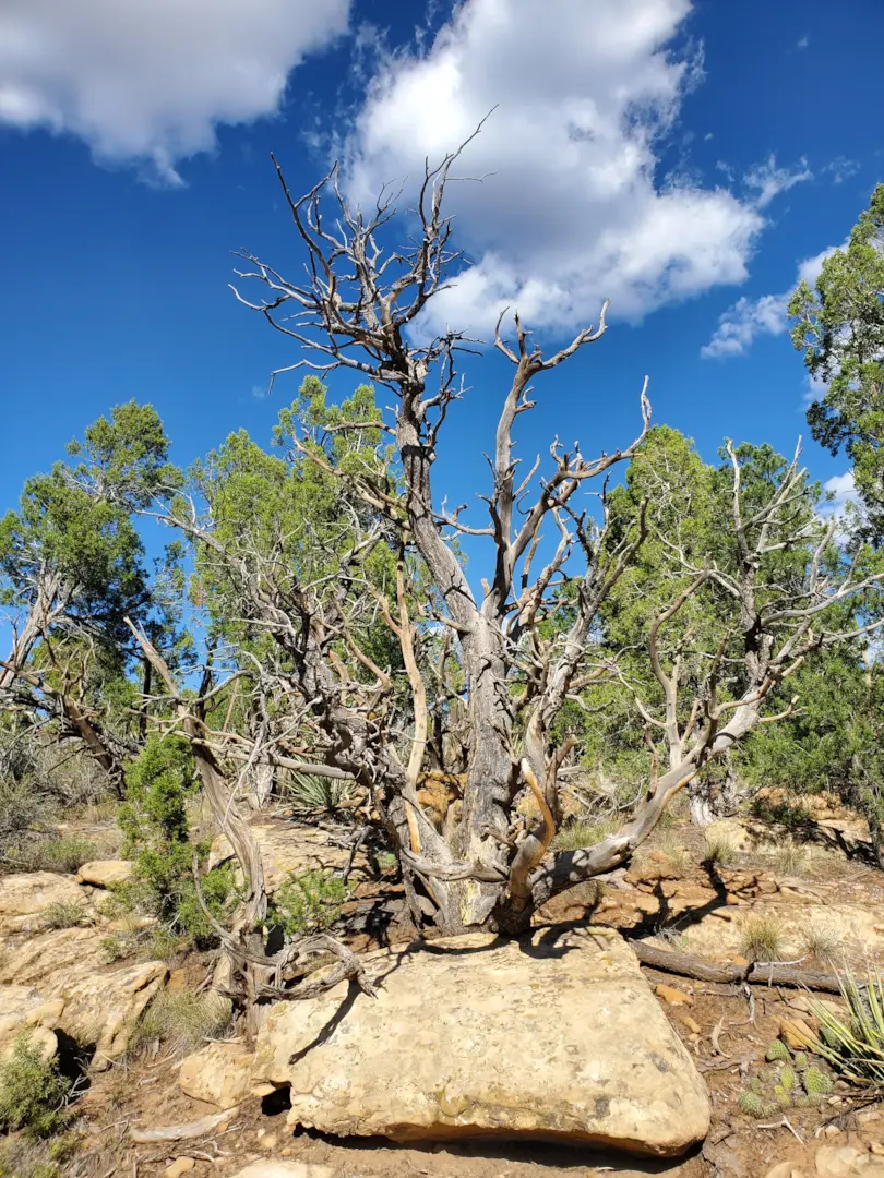 Mesa Verde National Park 