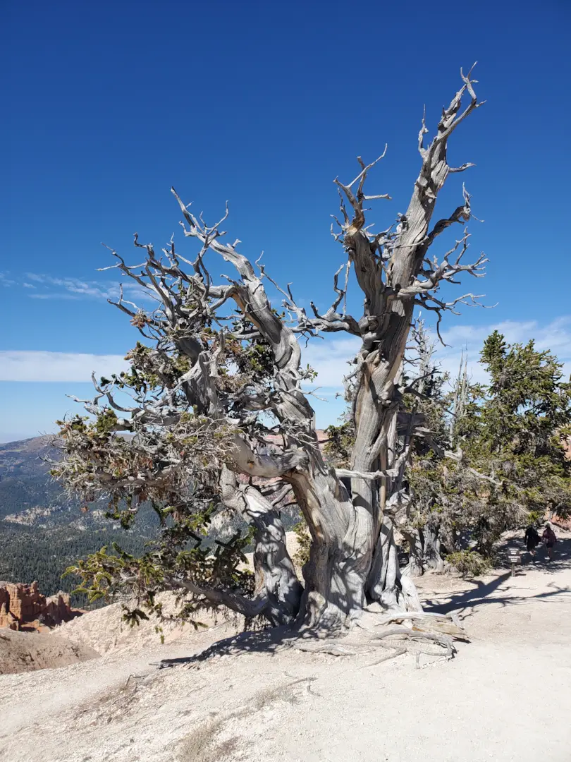 Cedar Breaks National Monument 