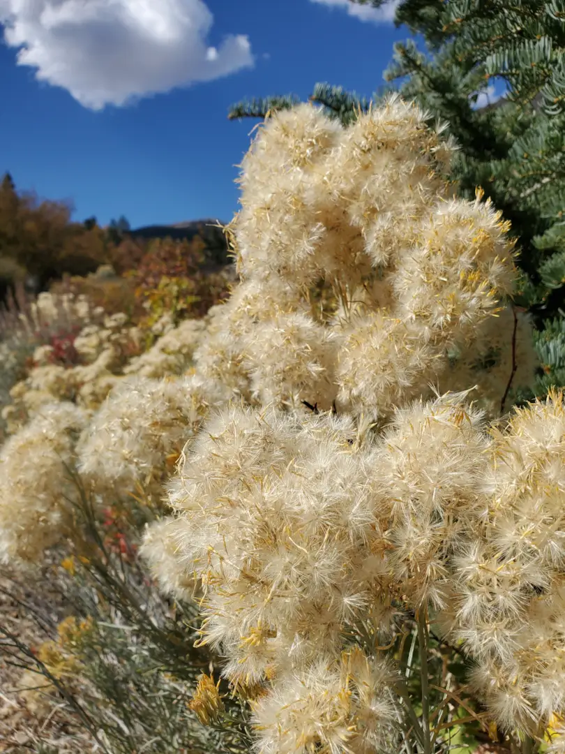 Great Basin National Park 