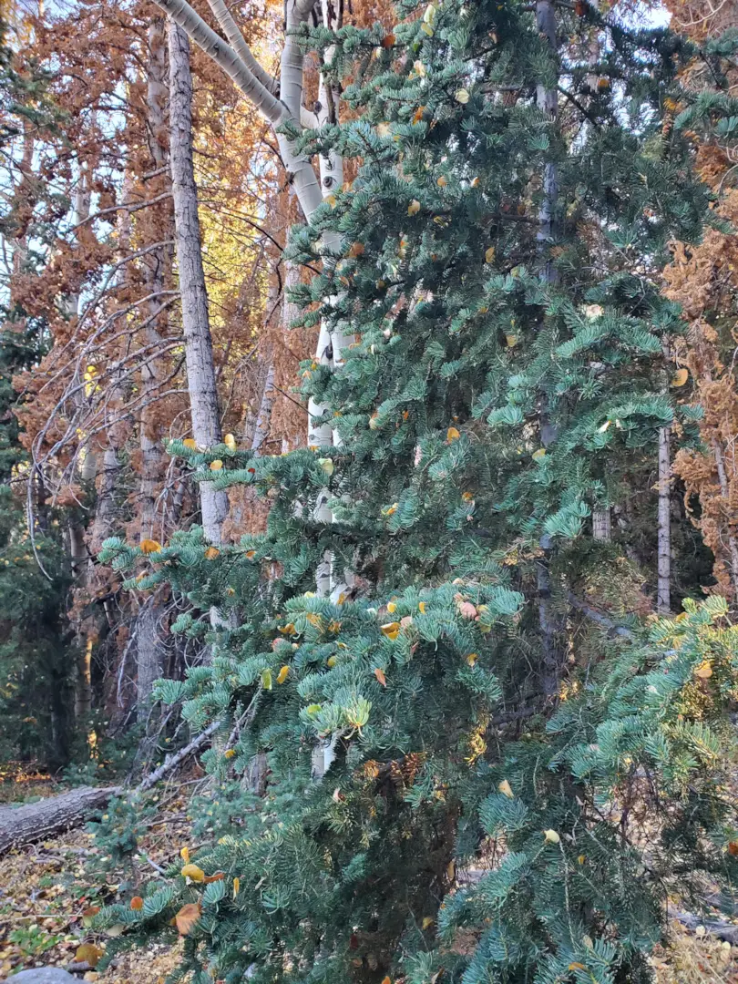 Great Basin National Park 