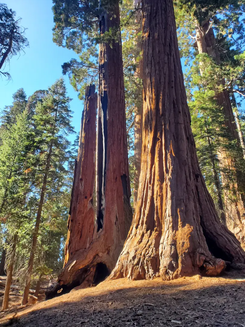 Kings Canyon National Park 