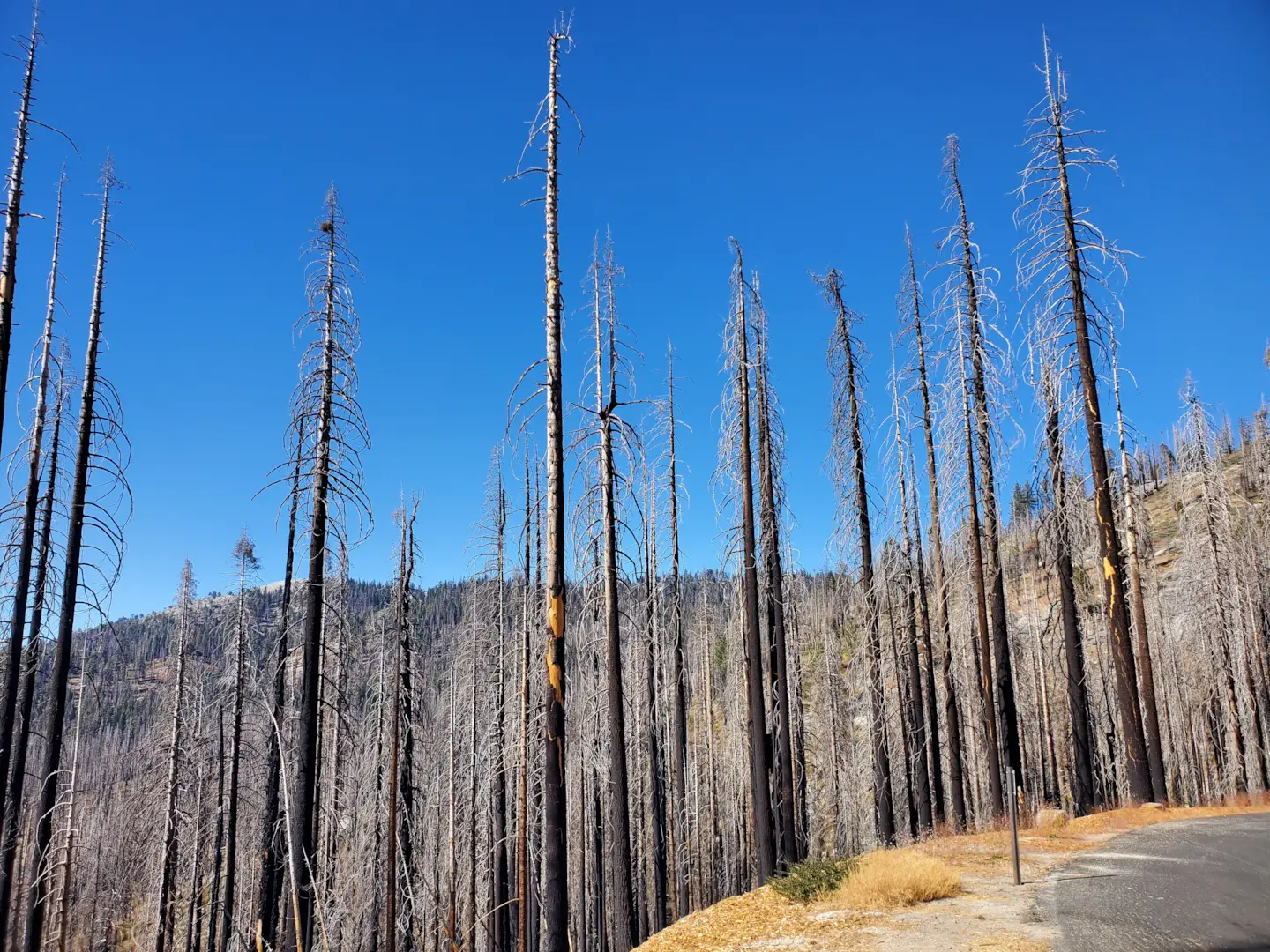 Sequoia National Park 