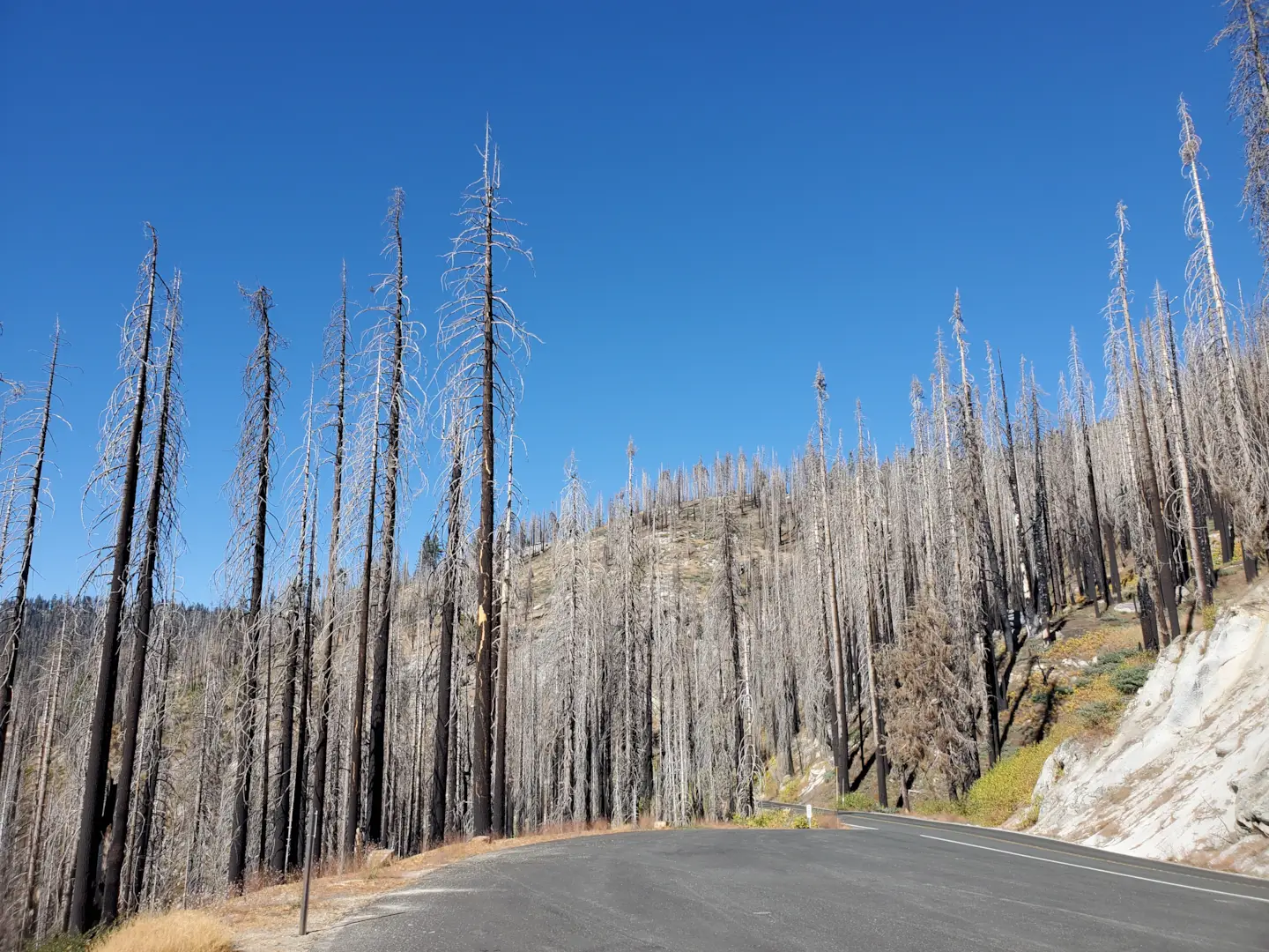 Sequoia National Park 