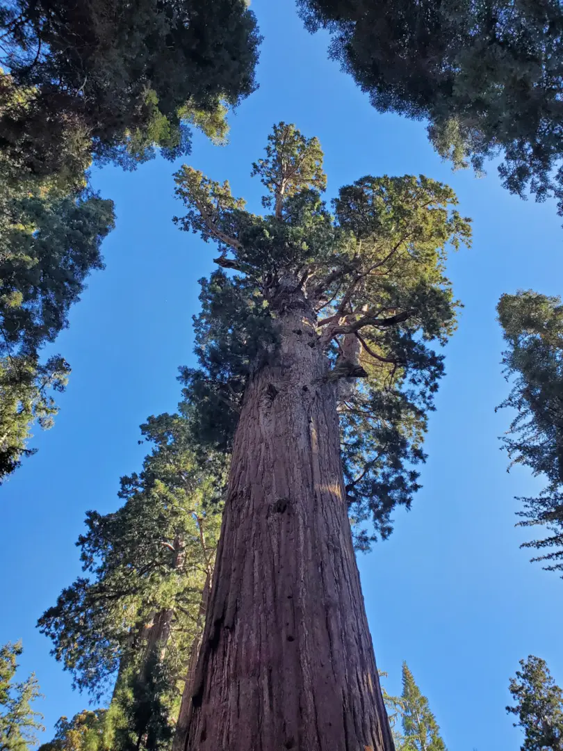 Sequoia National Park 