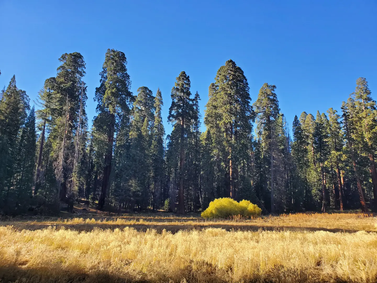 Sequoia National Park 