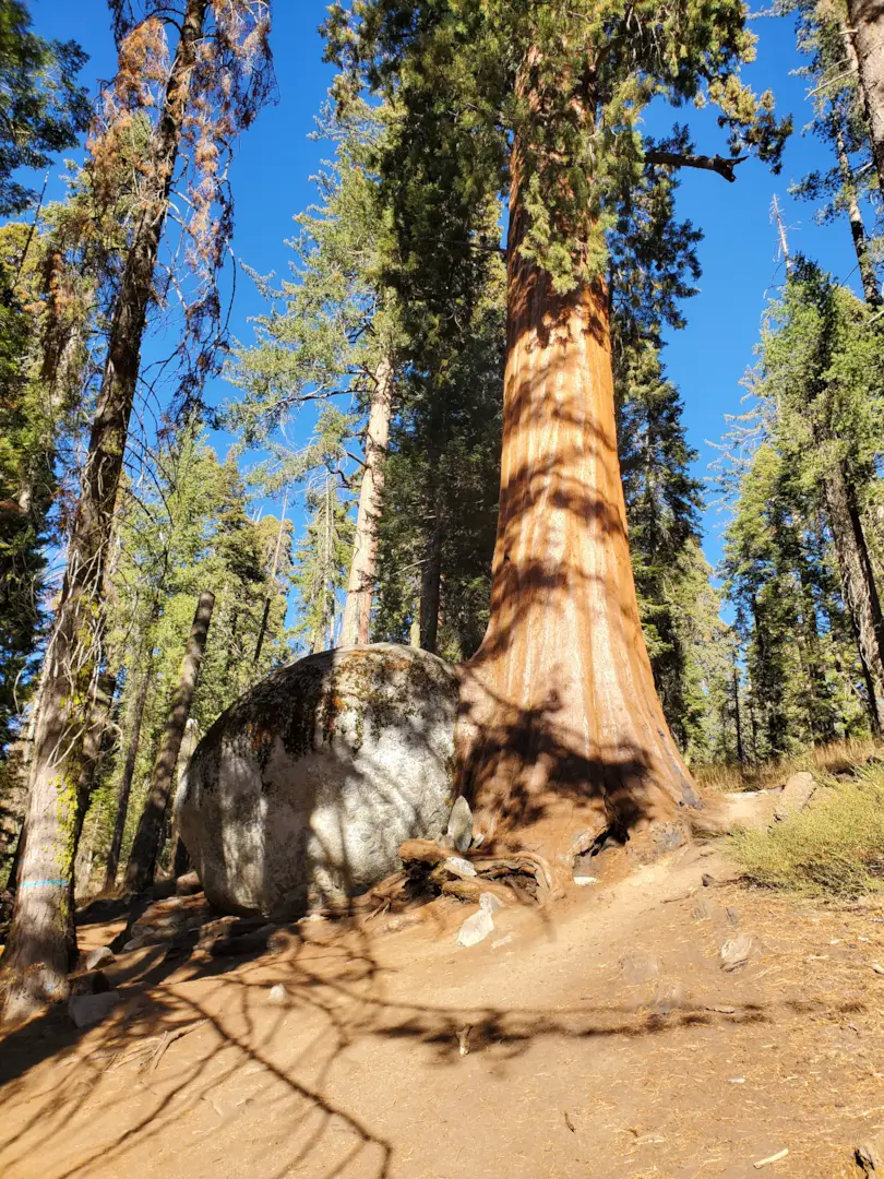 Sequoia National Park 