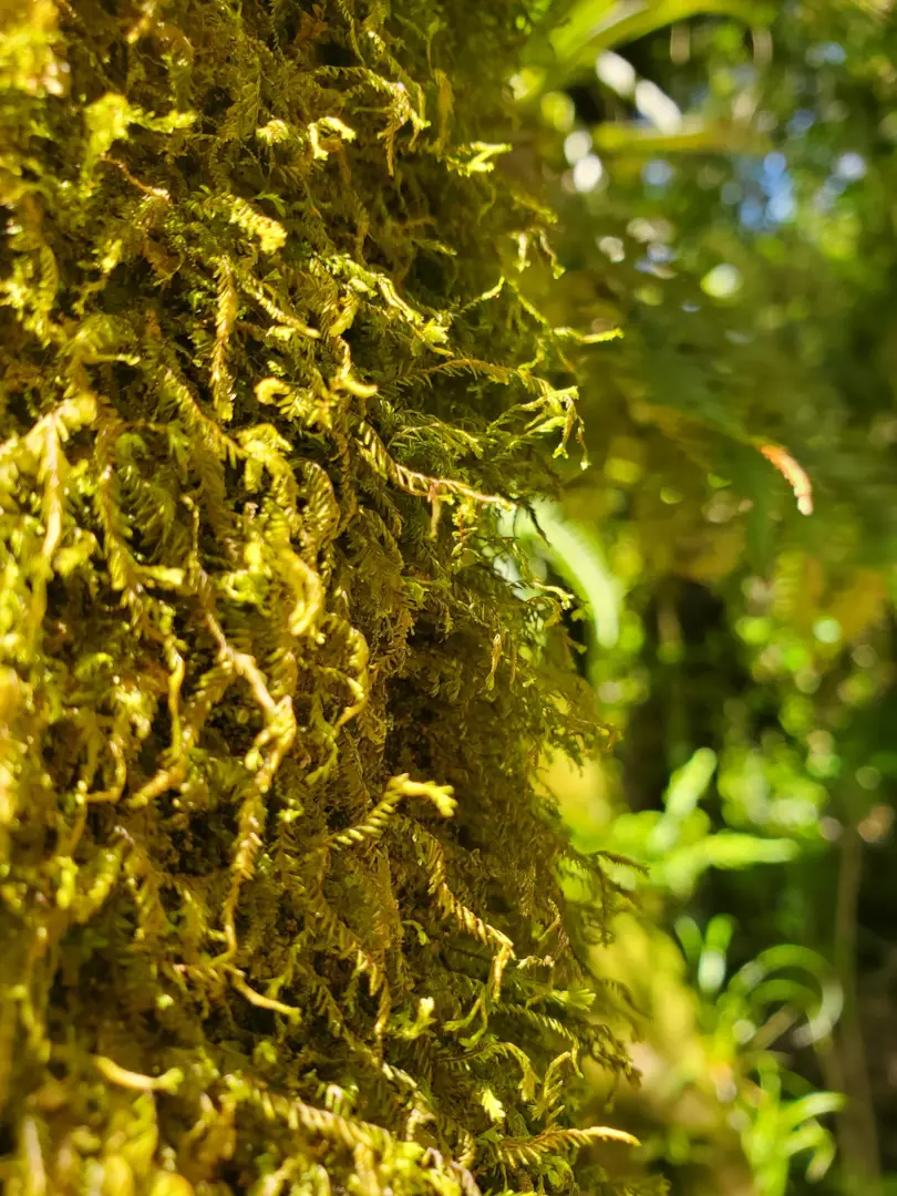 Auckland's West Coast