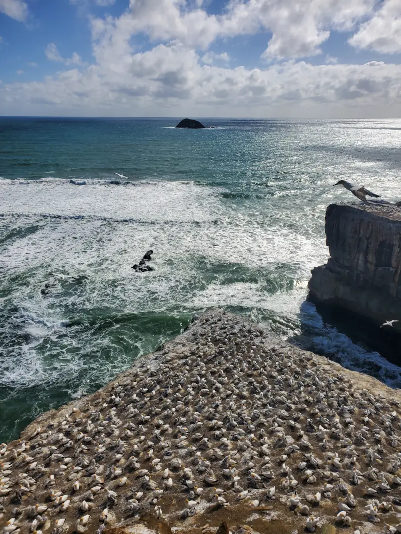 Auckland's West Coast