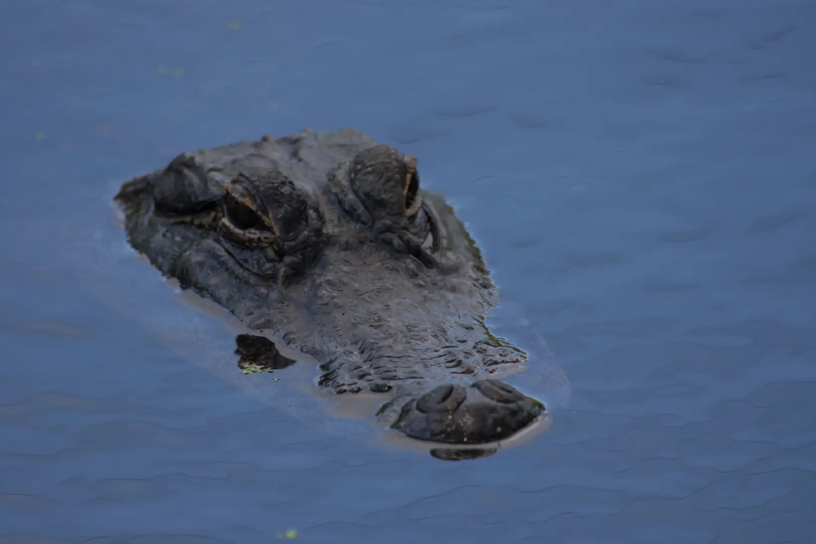 Louisiana Gator