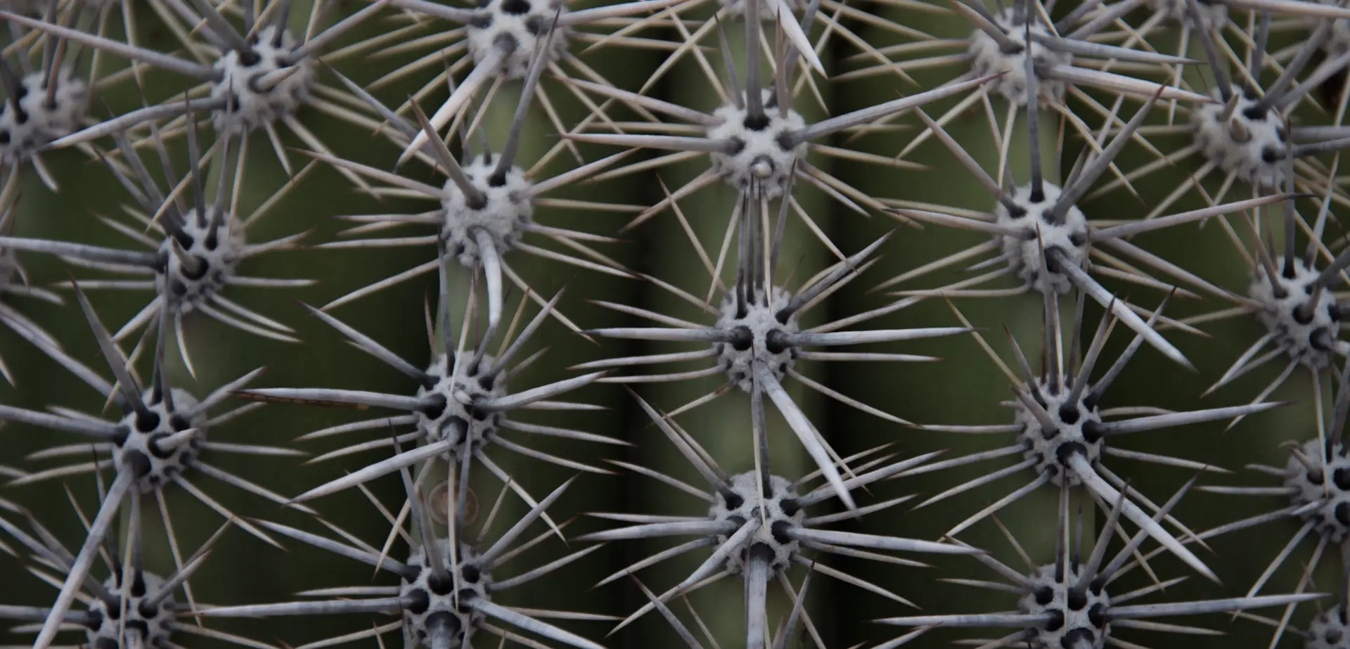 Spiky Cactus