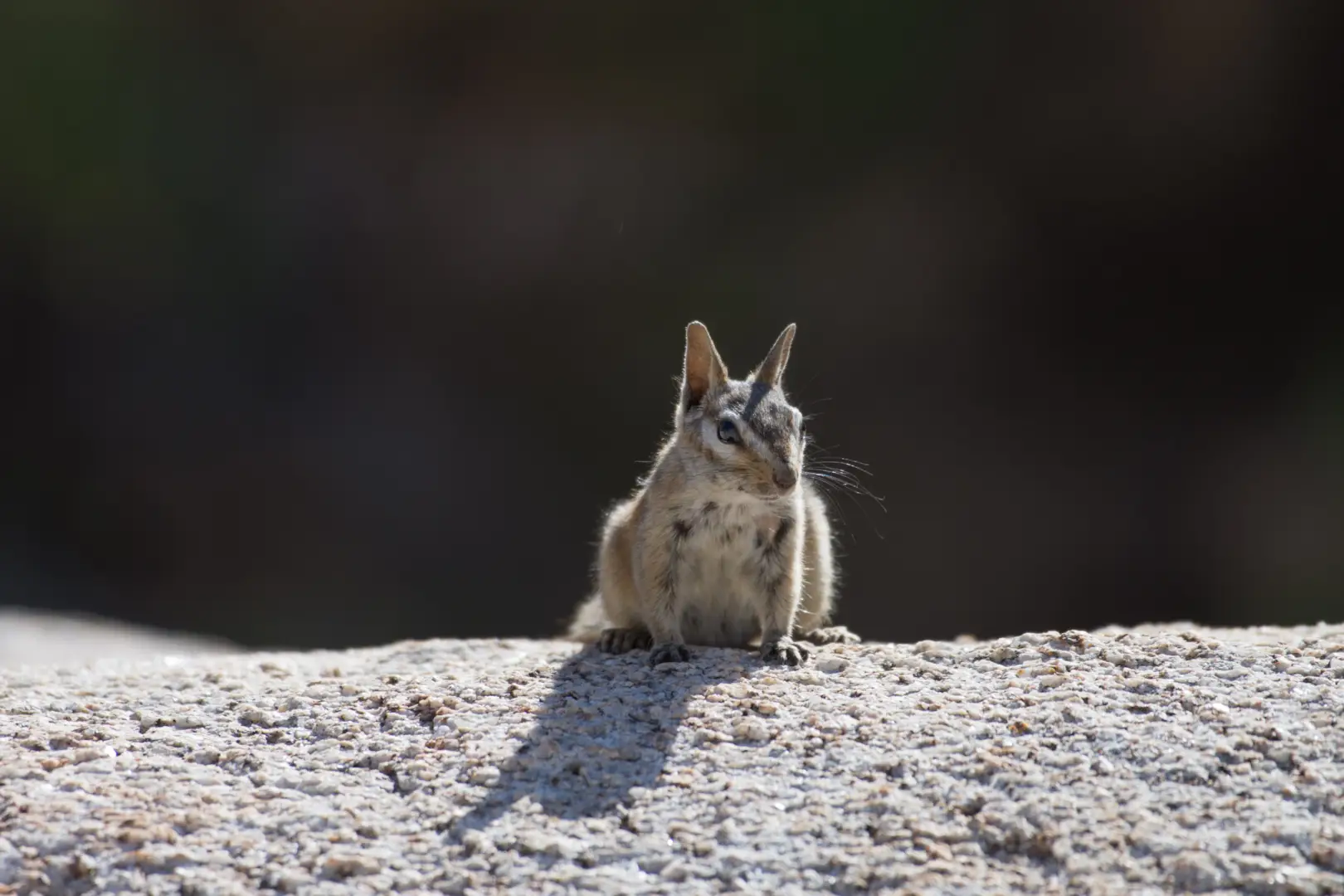 Joshua Tree Chipmunk