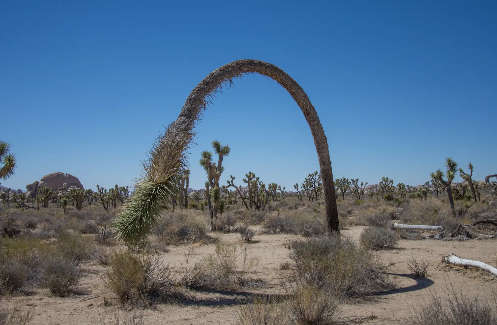 Confused Joshua Tree