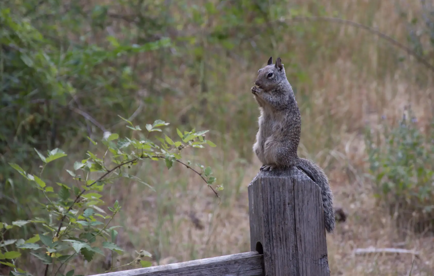 Yosemite Squirrel