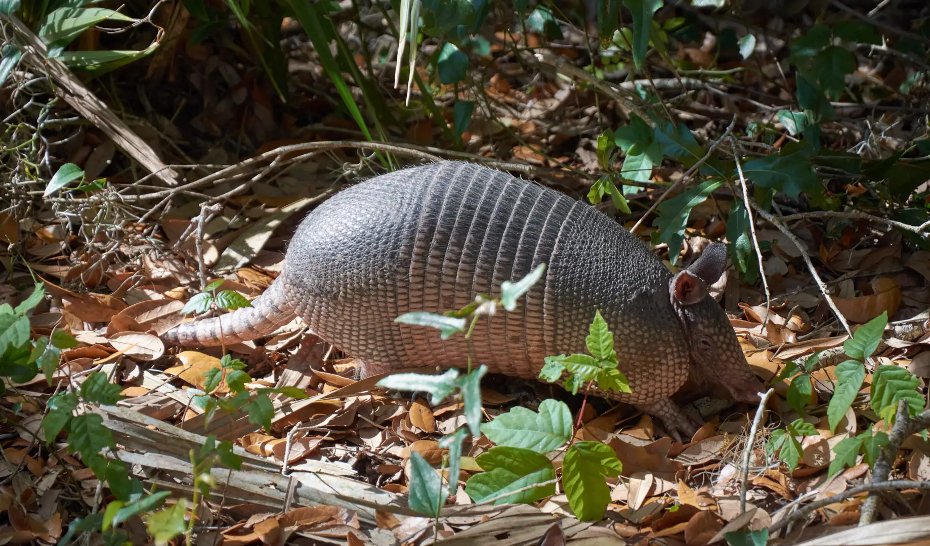 Orlando Armadillo