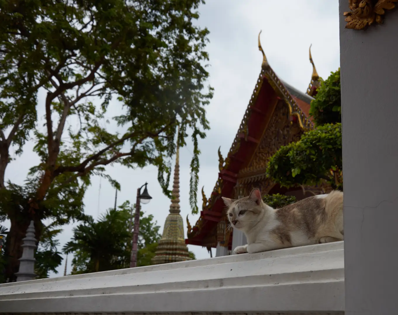 Temple Cat