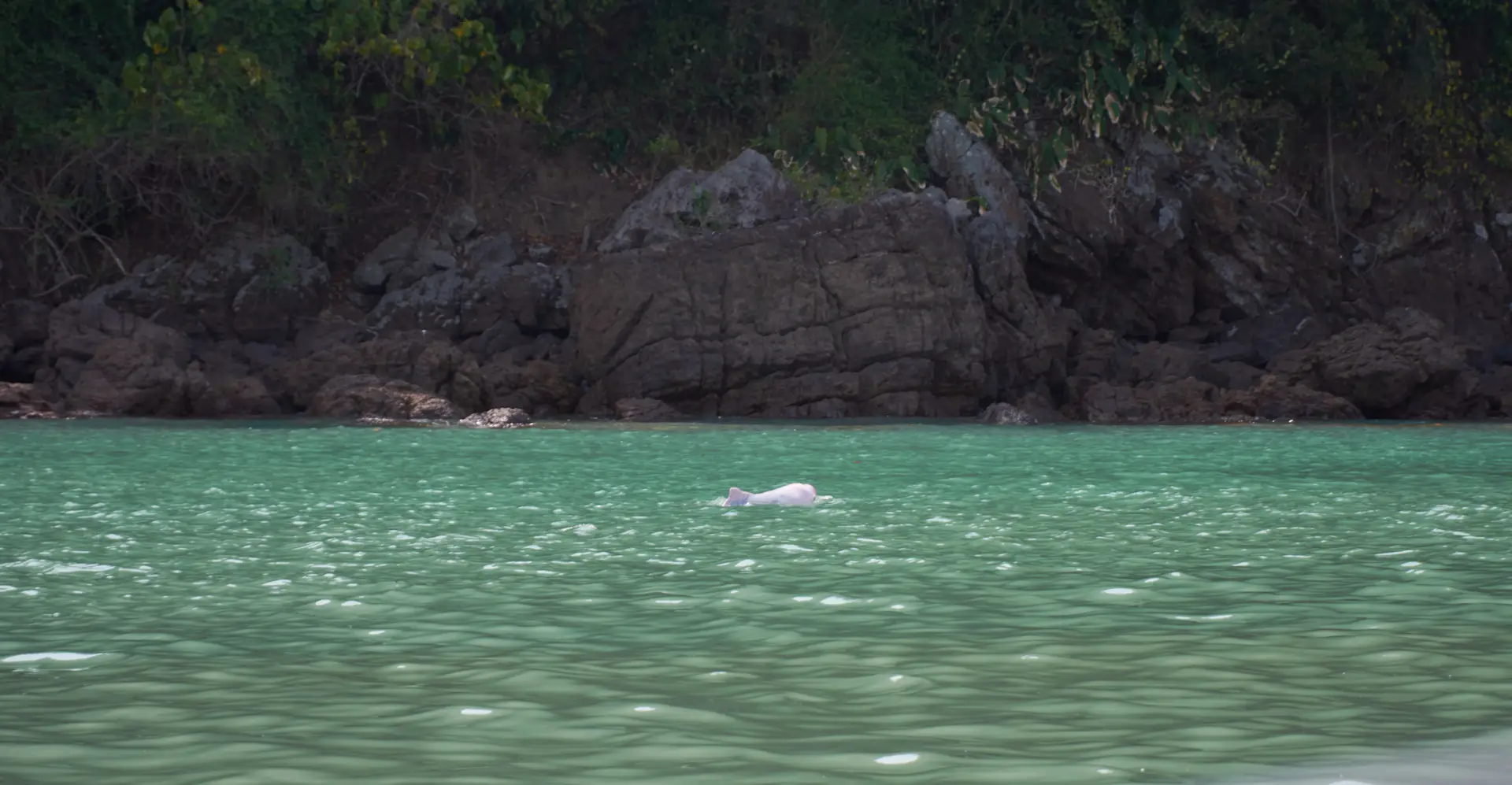 Pink Dolphins