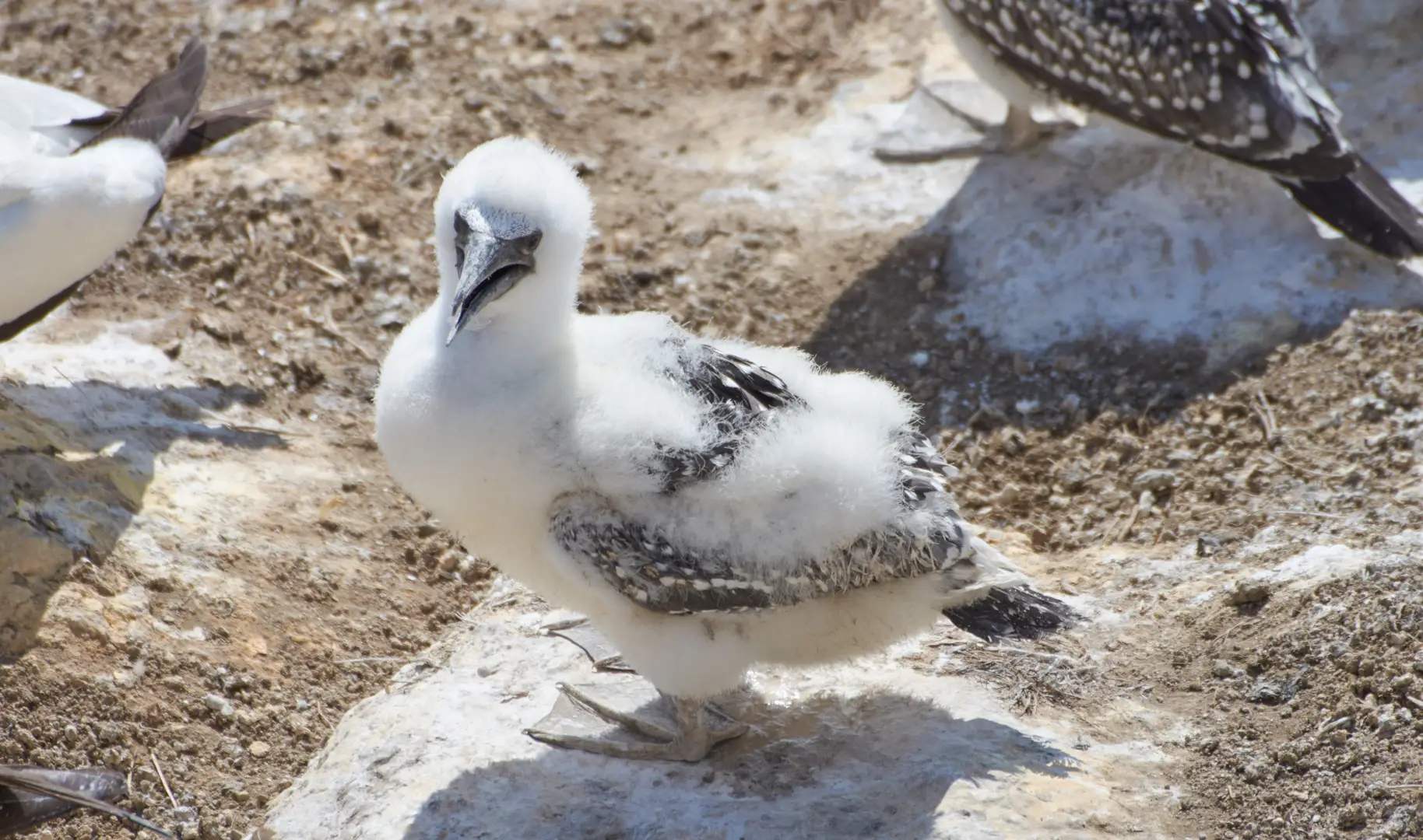 Auckland's West Coast