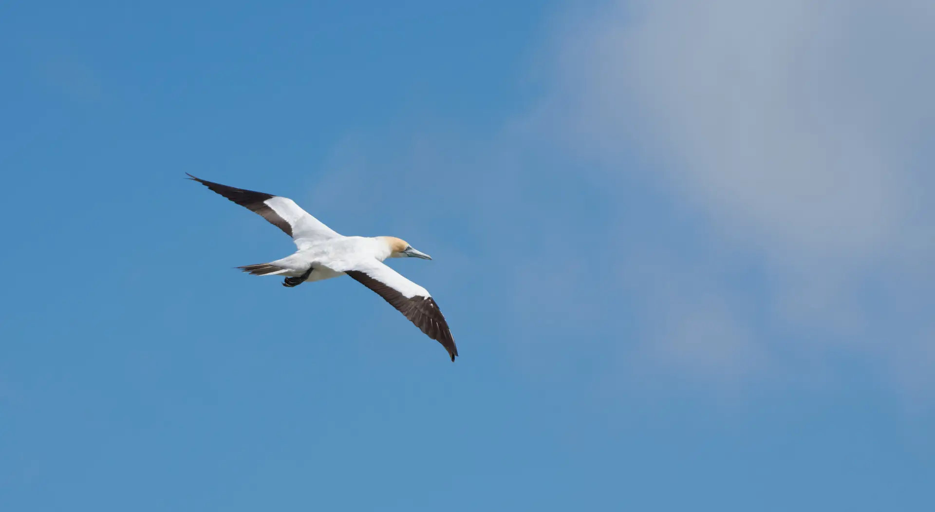 Auckland's West Coast