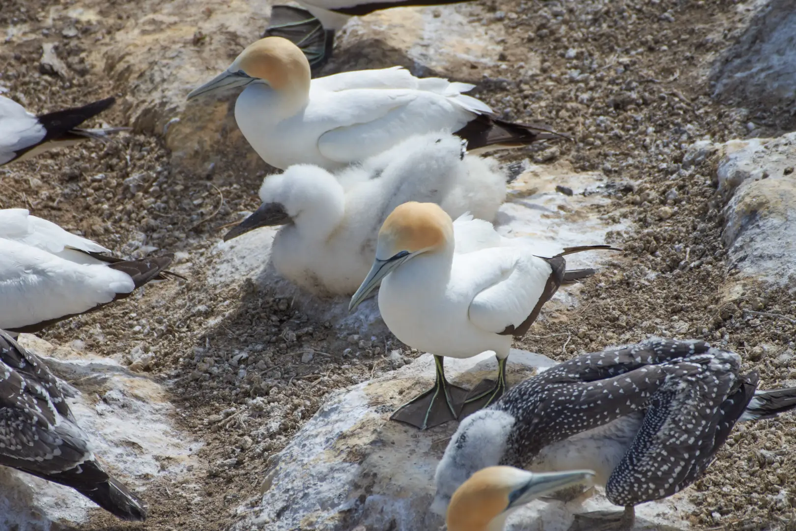 Auckland's West Coast