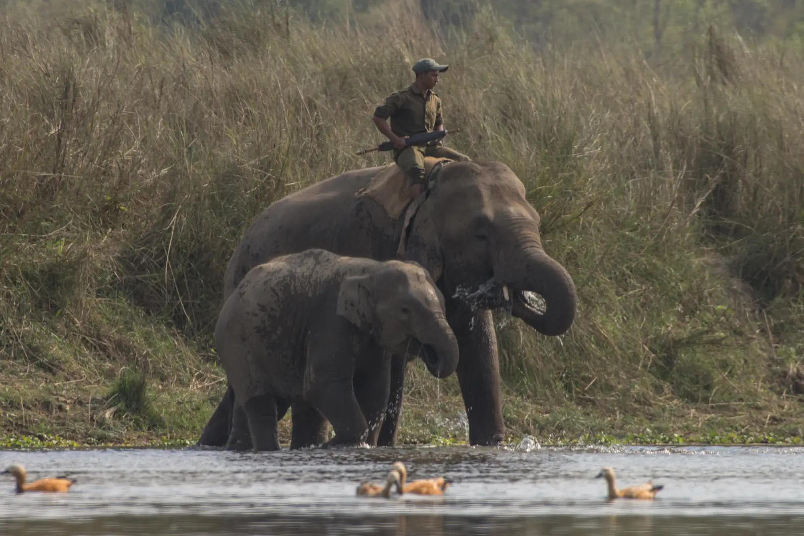 Chitwan Ranger