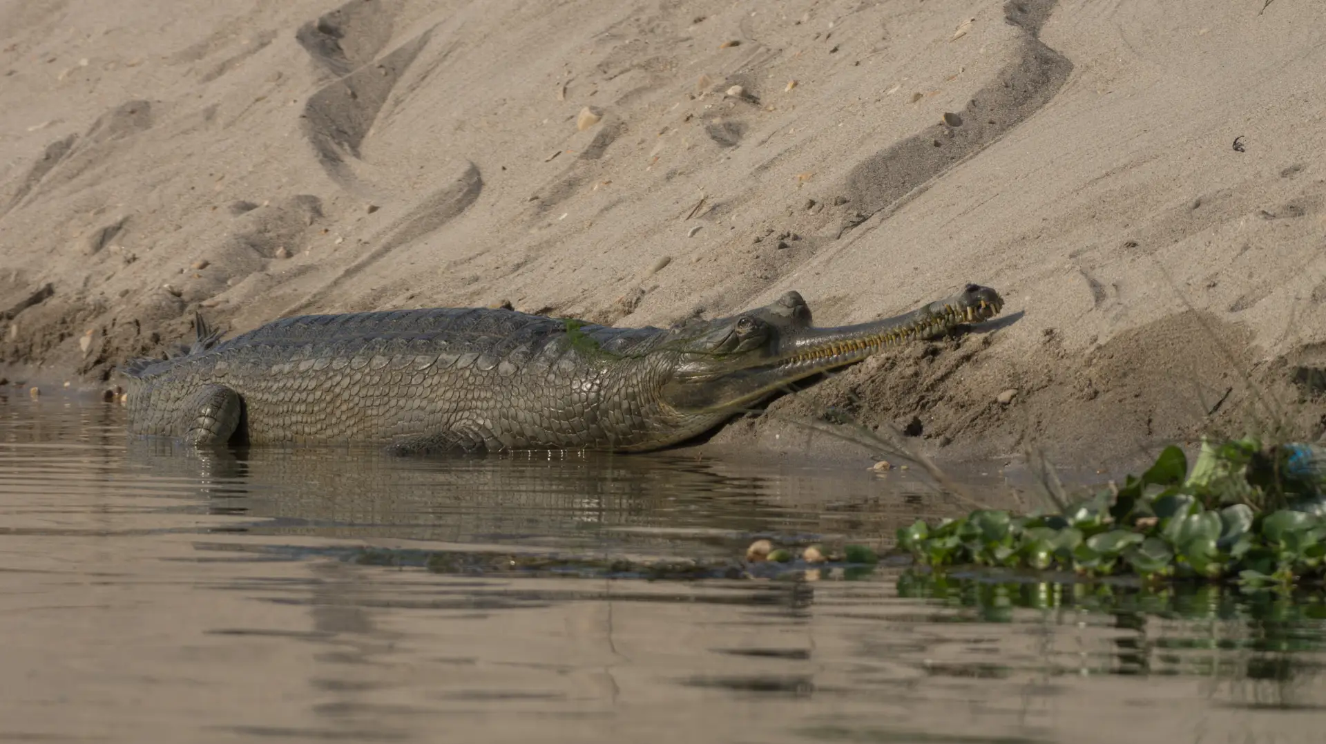 Gharial in Nepal