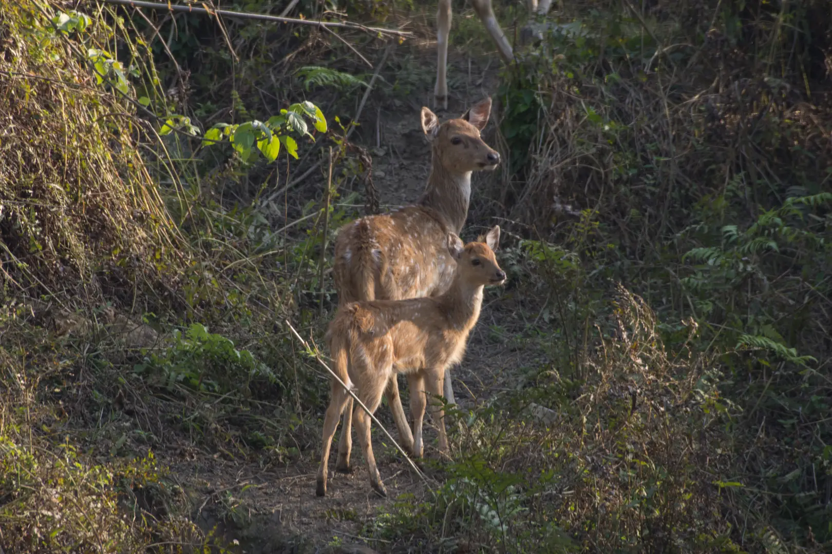 Chital Deer