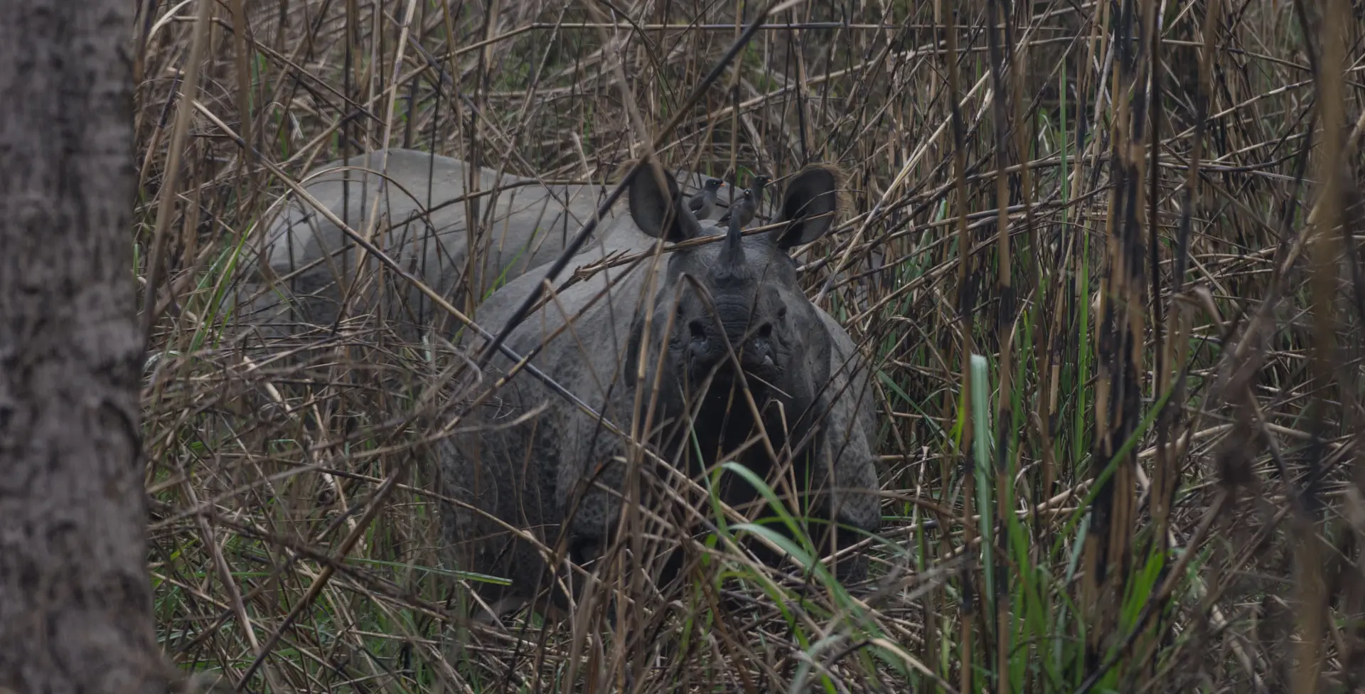 Indian rhinoceros